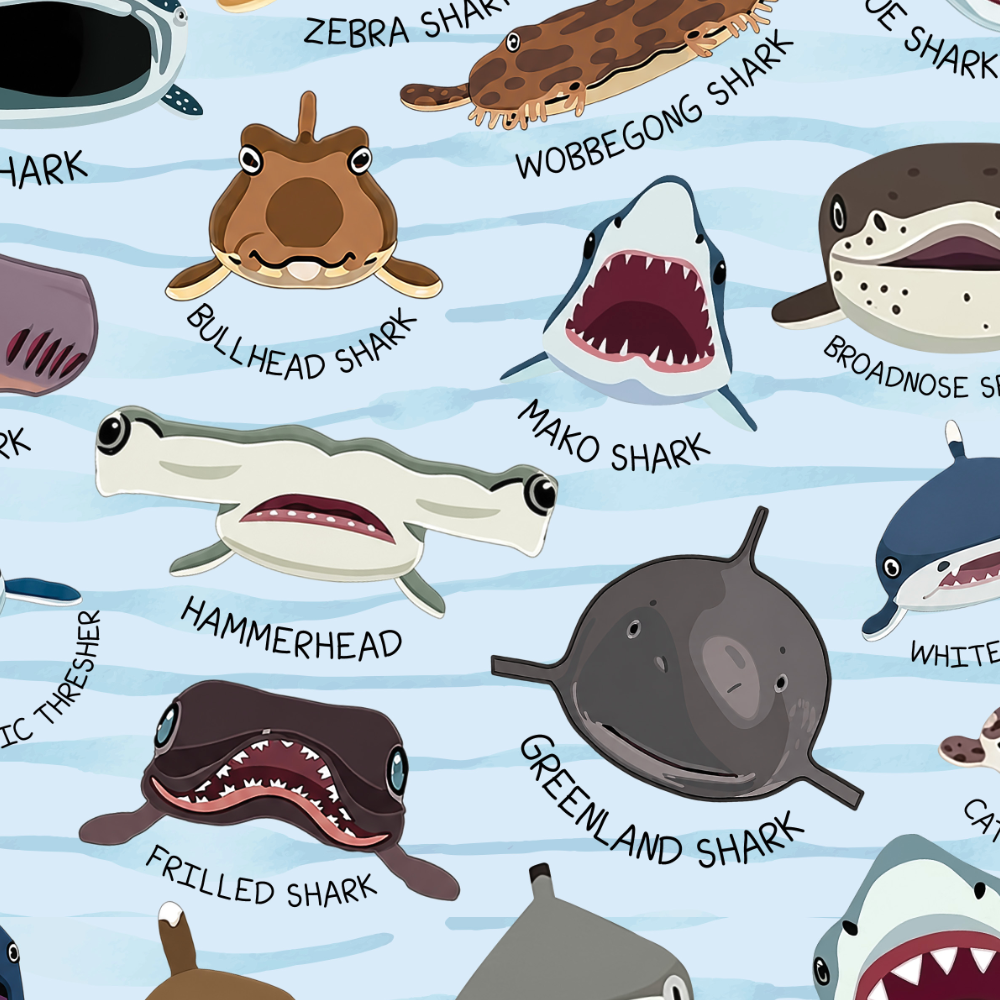 Shark Faces
